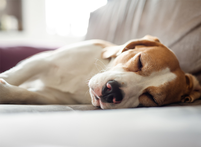 エクスジェルのやさしい寝心地を愛犬にも